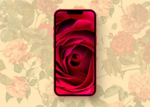 Beautifully contrasting rose wallpapers for iPhone in 2025 iPhone rose background