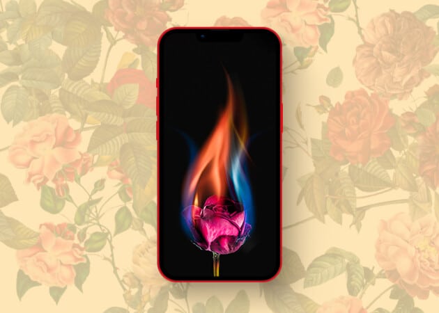 Beautifully contrasting rose wallpapers for iPhone in 2025 Rose and fire wallpaper for iPhone