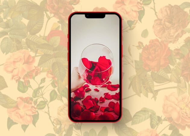 Beautifully contrasting rose wallpapers for iPhone in 2025 Rose for you wallpaper